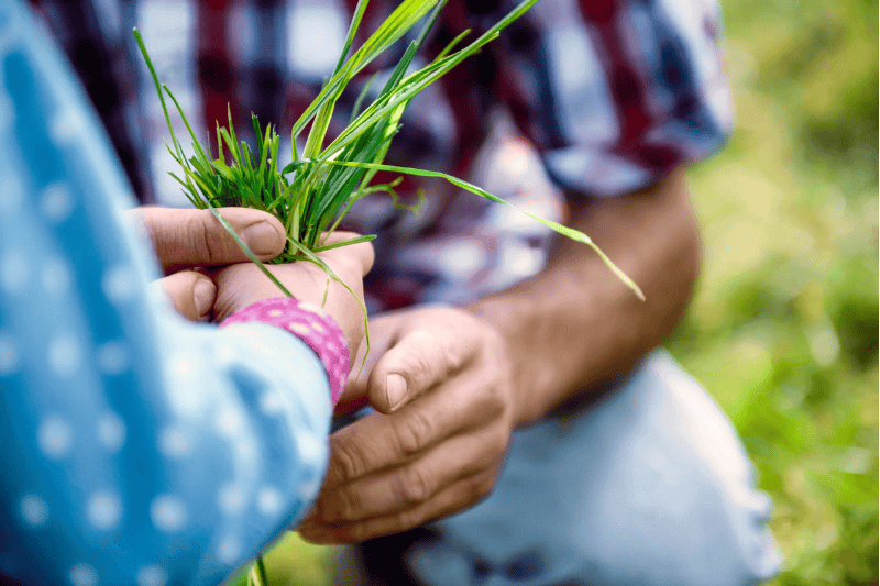 grass fed image showcasing organic grass fed goat milk farmers