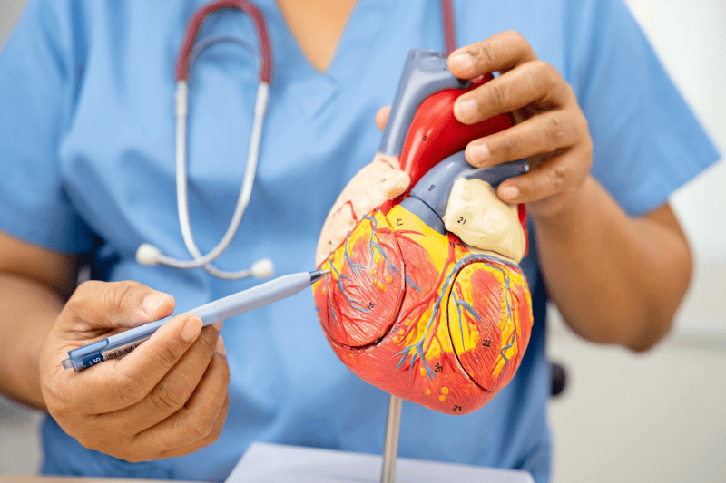 Cardiovascular disease CVD, Asian doctor holding human anatomy model for learn and treat heart disease.