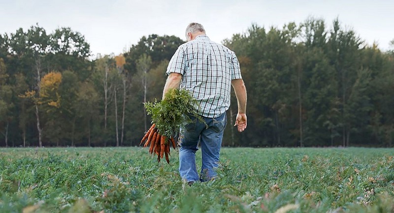 gerber organic baby food and farming