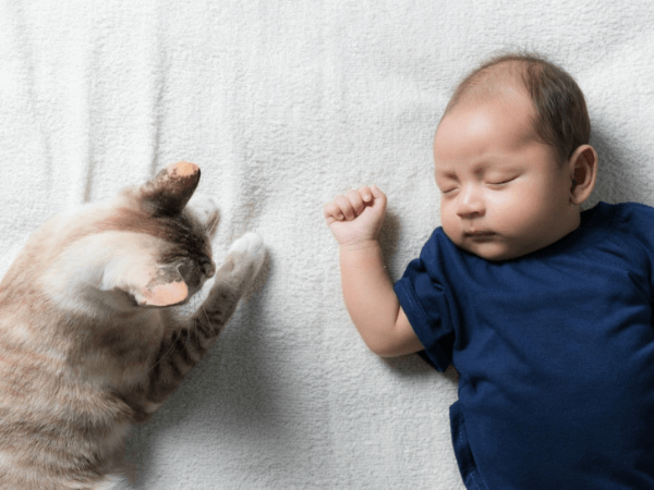 bayi dan kucing