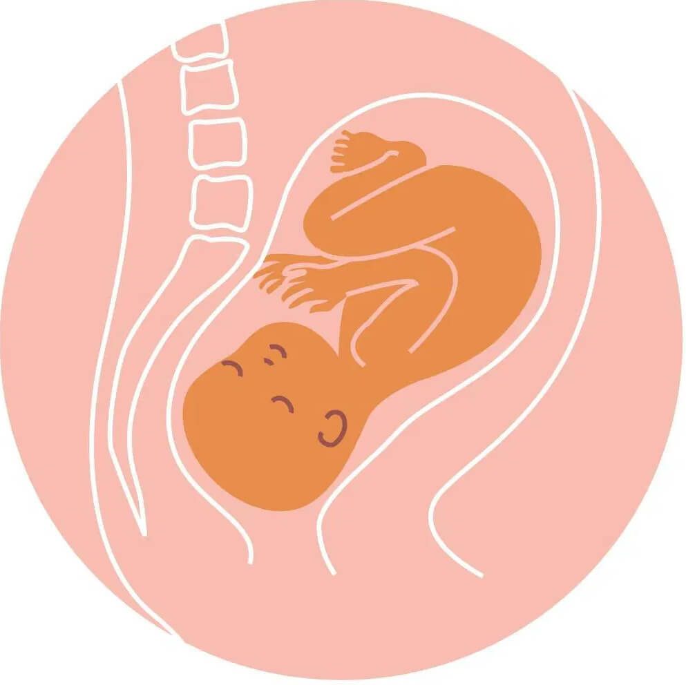 Kedudukan Bayi Dalam Kandungan - kedudukan anterior