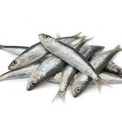 ikan sardin