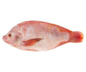 ikan talapia