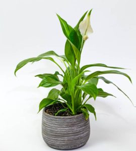Pokok Lili Pasu / Peace Lilly (Spathiphyllum)