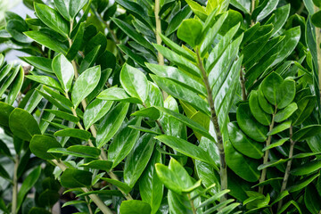 Pokok ZZ (Zamioculcas Zamiifolia)