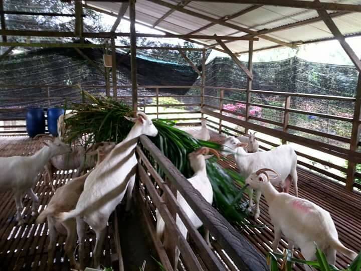 Rassuria Dairy Goat Farm