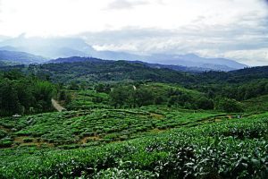 Ladang Teh Sabah (Sabah Tea Resort)