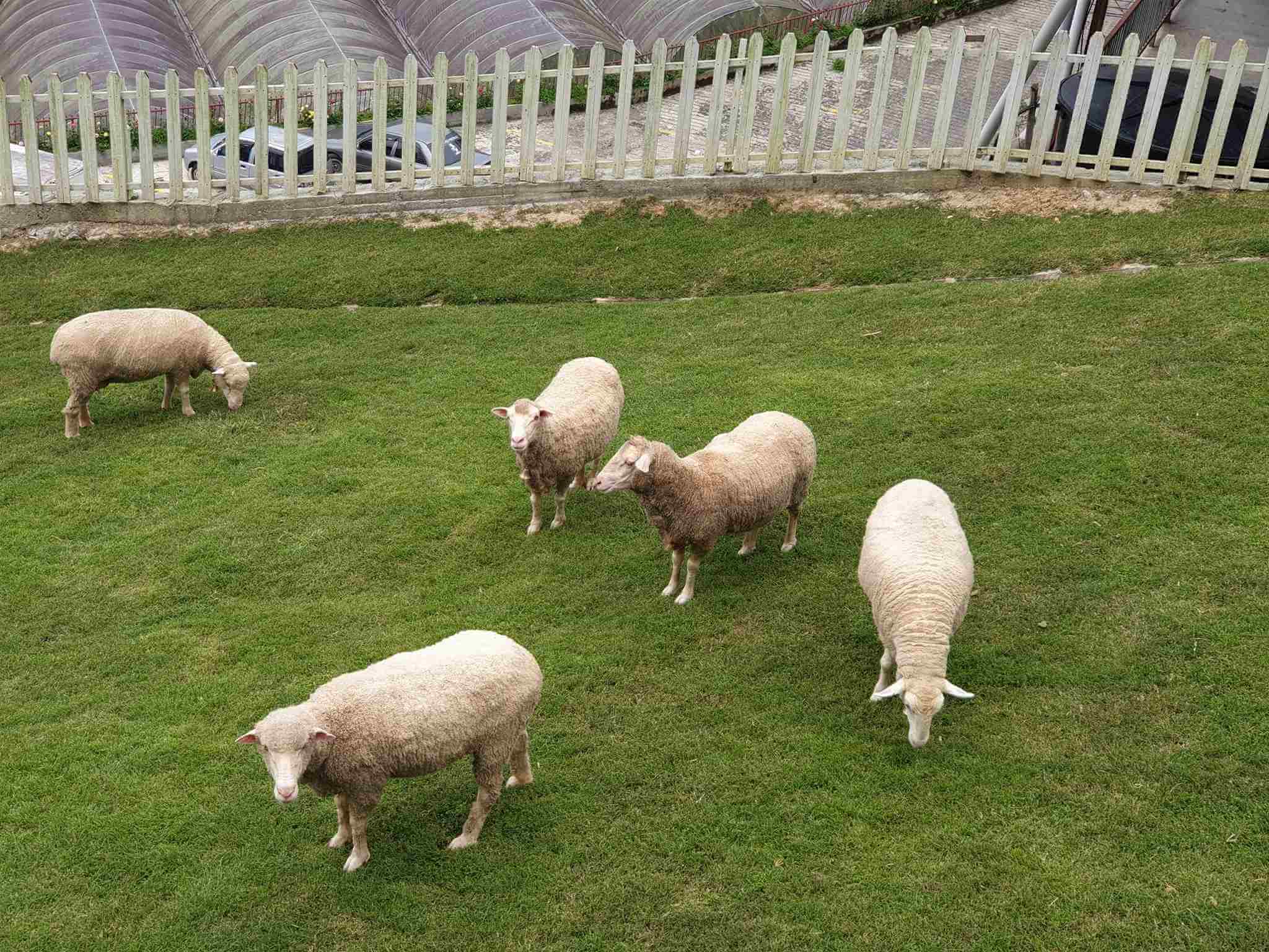 The Sheep Sanctuary (Tempat Perlindungan Biri-Biri)