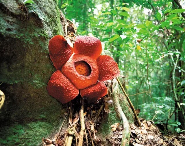 Taman Negara Gunung Gading (Rumah Kepada Bunga Rafflesia)