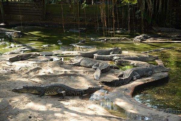 Taman Buaya Jong