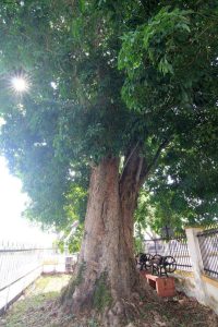 Pokok Getah Tertua Di Malaysia