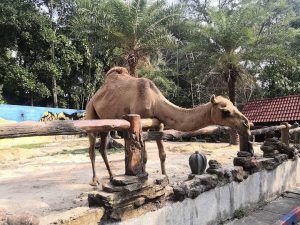 Zoo Johor (Johor Safari Park)