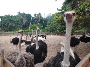 Ladang Burung Unta Desaru