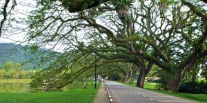 Taman Tasik Taiping