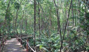 Matang Mangrove Forest Reserve