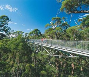 Tree Top Walk Sungai Sedim