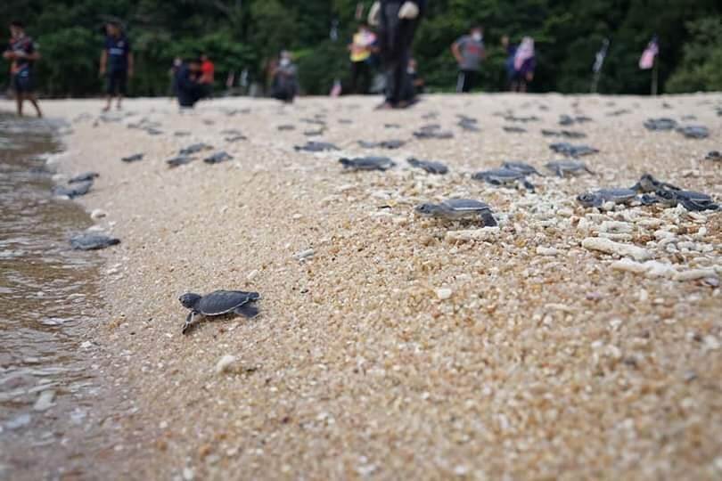 Santuari Penyu Rantau Abang