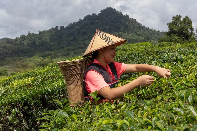 Ladang Teh Sabah (Sabah Tea Resort)