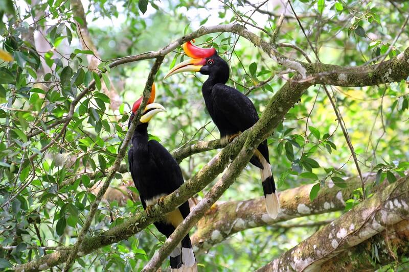 Rezab Hidupan Liar Tabin (Tabin Wildlife Reserve)