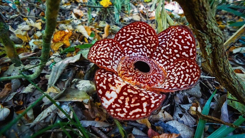 Rezab Refflesia Tambunan (Tambunan Rafflesia Reserve)