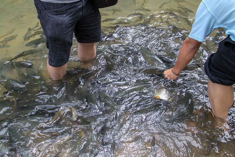  Tagal Luanti Sungai Moroli (Spa ikan di Sungai Moroli)