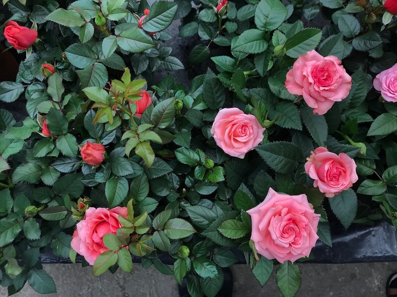 bunga ros di taman