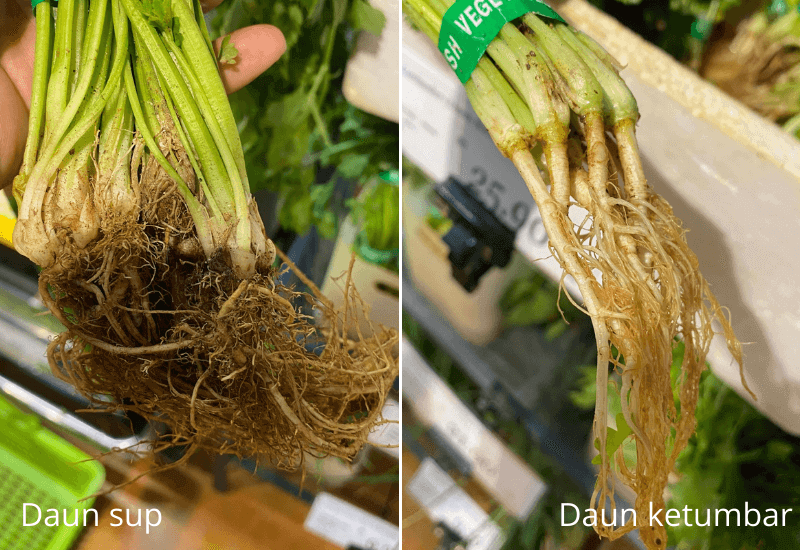 daun ketumbar vs daun sup dari segi akar 