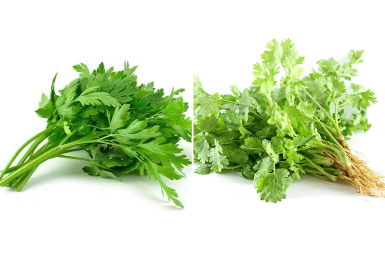 cara bezakan daun sup dan daun ketumbar