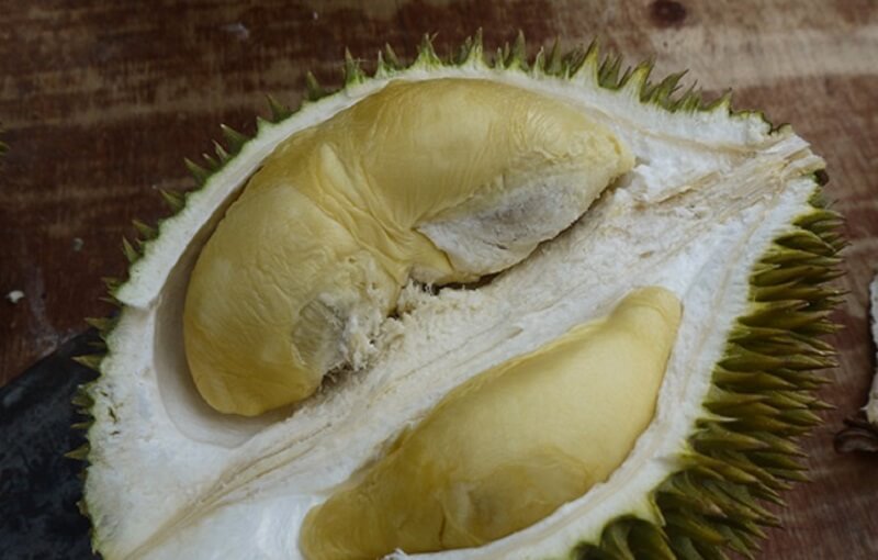 durian d24