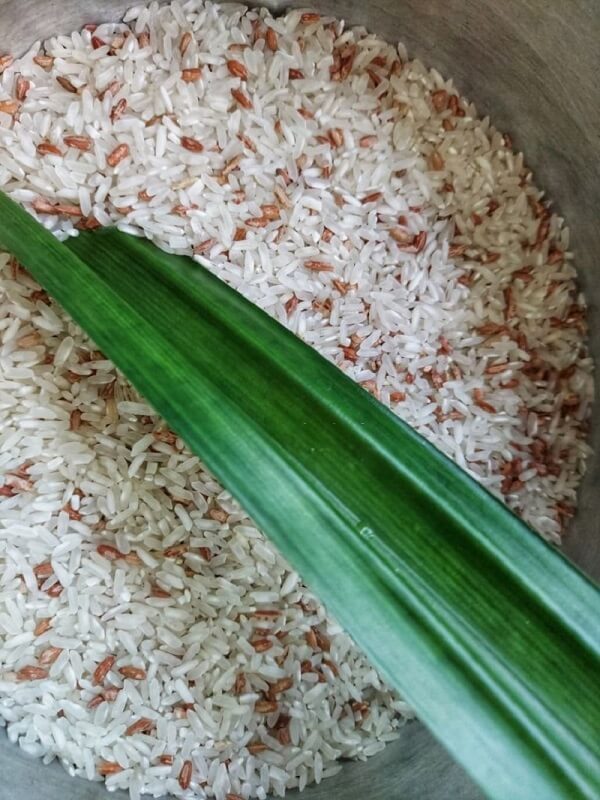 daun pandan halau kutu beras