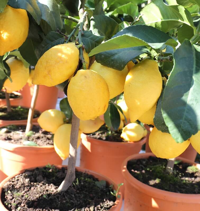 idea pokok hiasan luar rumah dengan pokok lemon