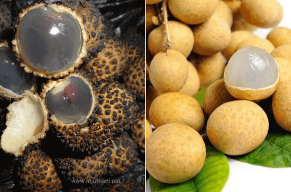 cara beza buah mata kucing dan buah longan