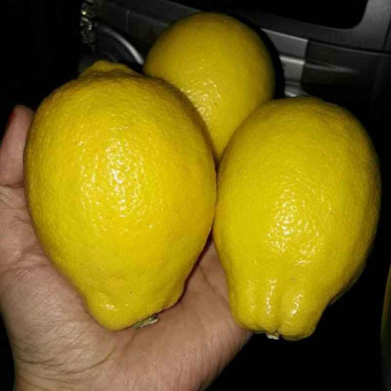 masakan lemon