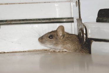 cara halau tikus