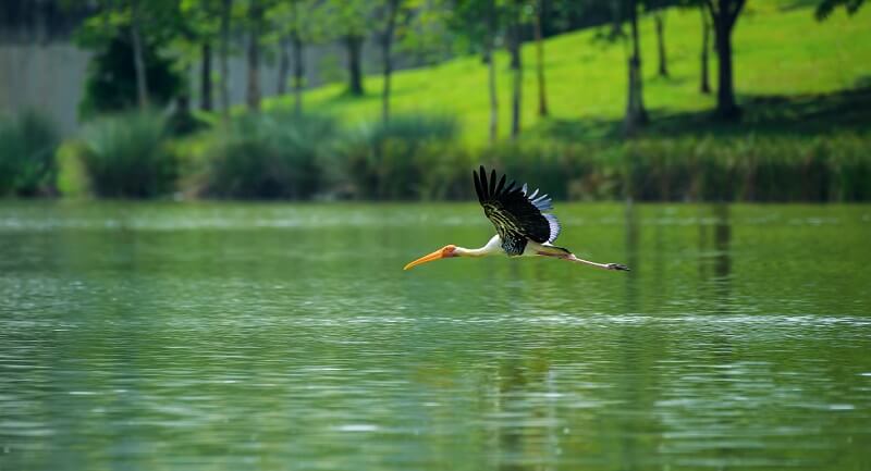 wetland