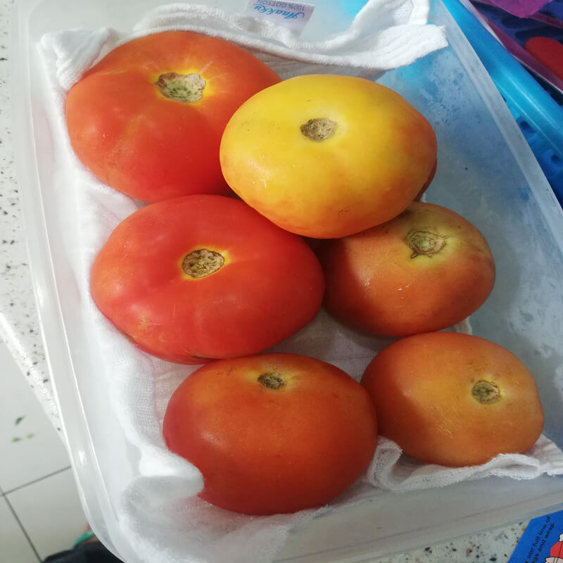 Cara Simpan Tomato Agar Tahan Lama