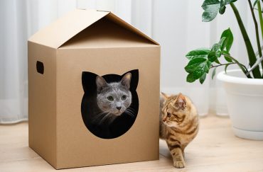 rumah kucing