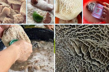 cara cuci perut lembu