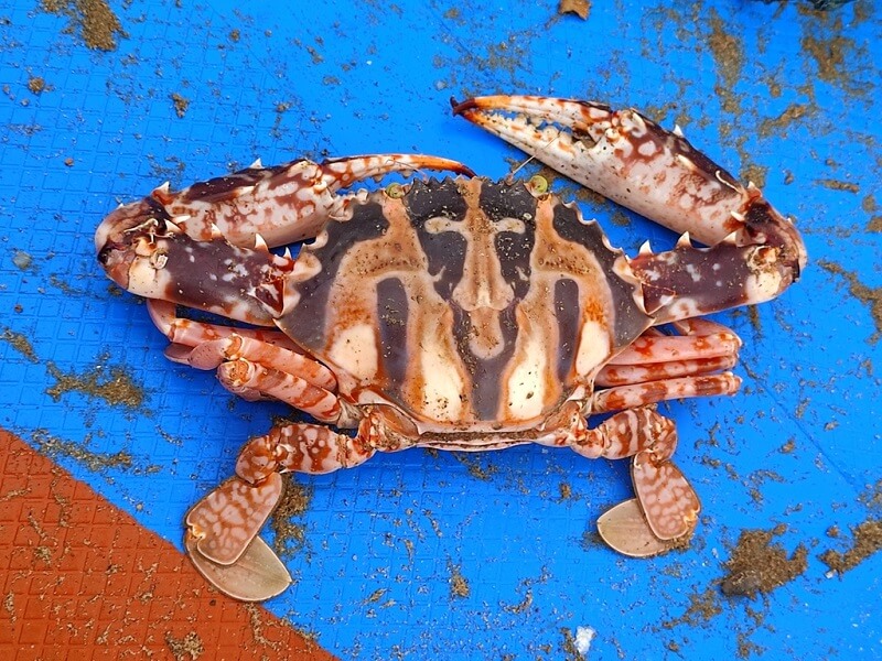 ketam karang