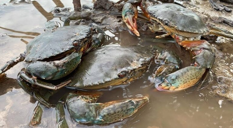 Ketam Ragi Jenis Ketam - 8 Yang Paling Popular | Motherhood Malaysia (2025)
