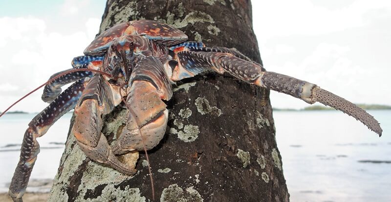 ketam kelapa