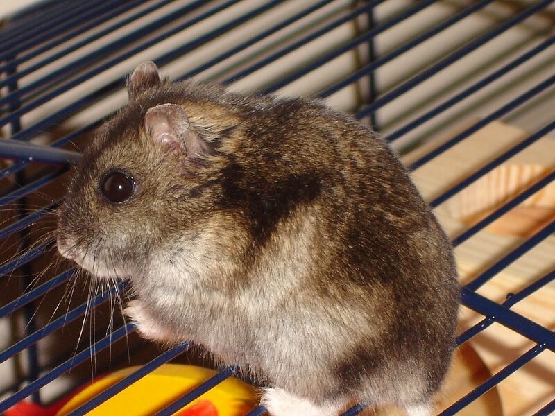 hamster