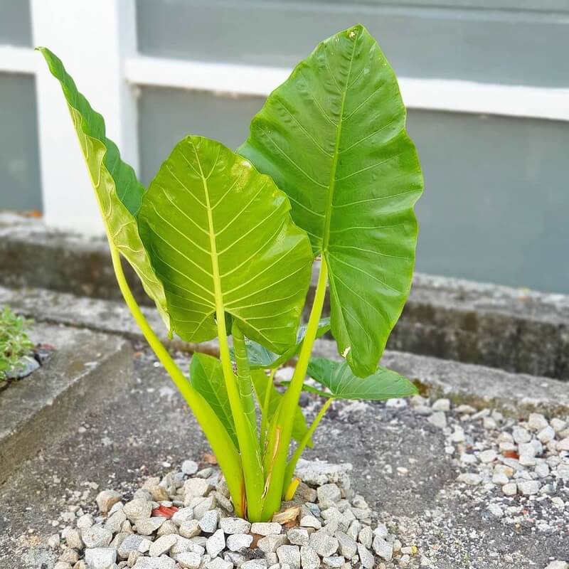 pokok keladi viral