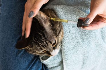 cara bersihkan telinga kucing