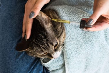 cara bersihkan telinga kucing