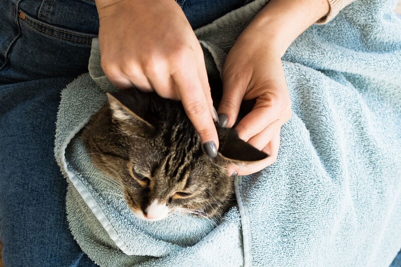 cara cuci telinga kucing