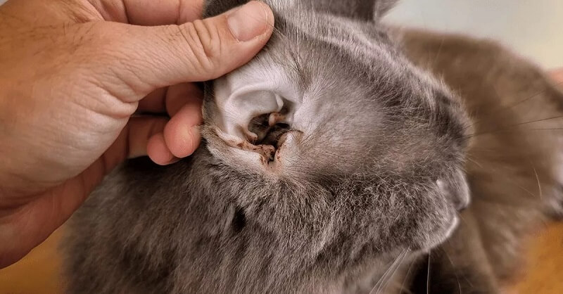 cara cuci telinga kucing