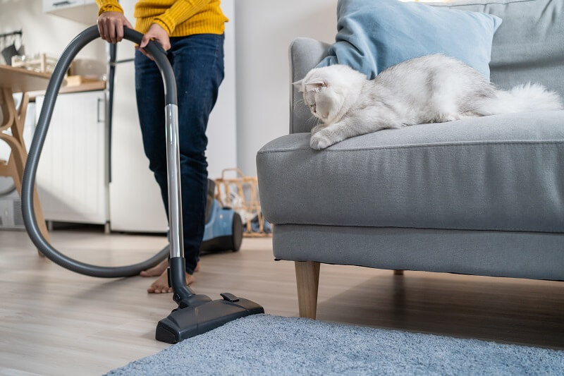 wanita vakum rumah untuk elakkan kutu kucing