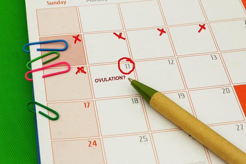 periksa kalendar ovulasi sebagai petua hamil selepas gugur