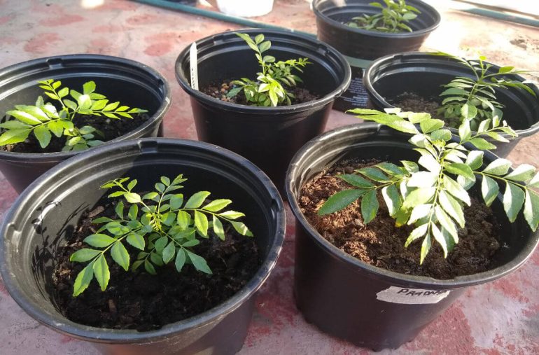 cara tanam pokok kari